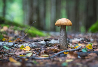Pilz im Wald